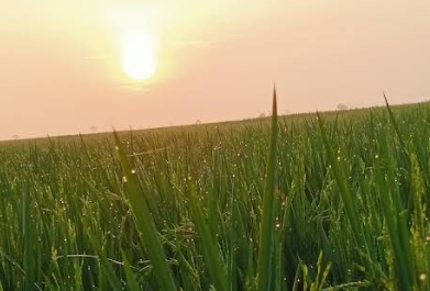 Suasana Perumahan Taman Kebayoran